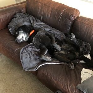 Meet your Posher, Shaun